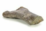 Hadrosaur (Hypacrosaurus) Partial Tibia w/ Metal Stand - Montana #284753-3